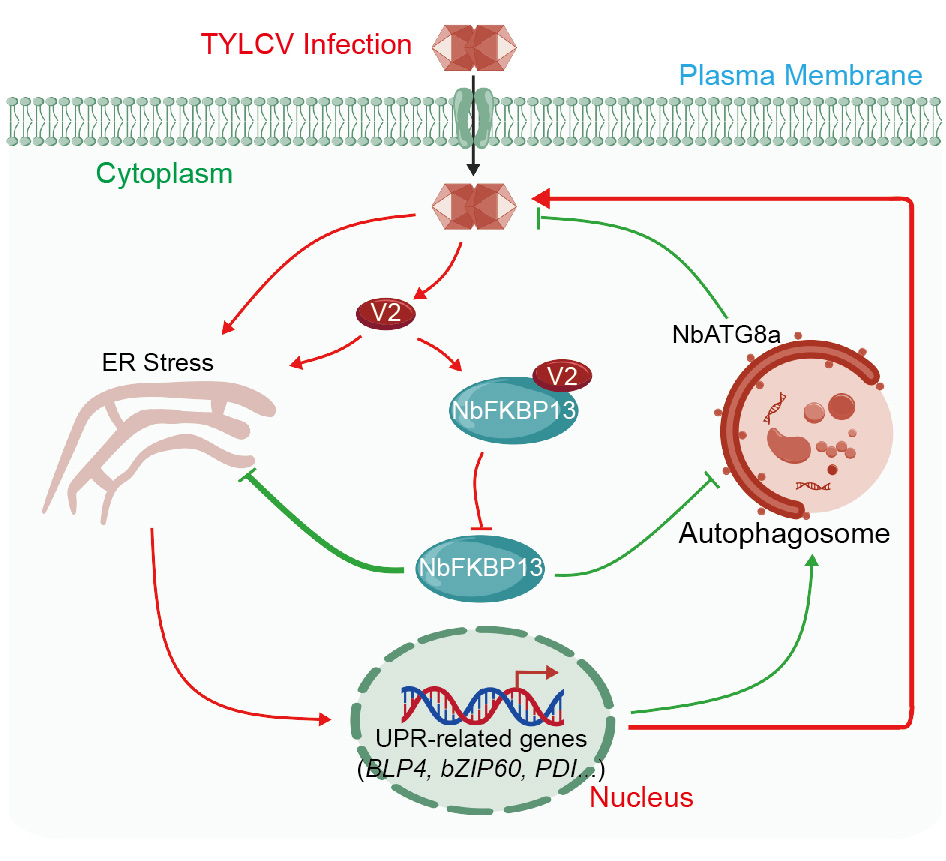 �������Ͼ����ֳ�