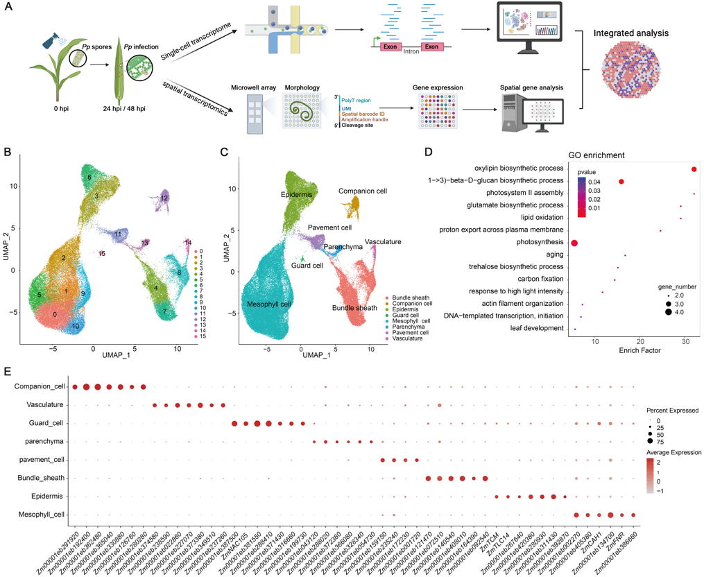 �������Ͼ����ֳ�